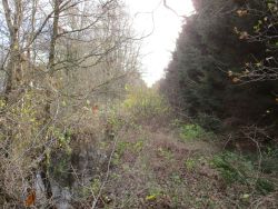 Stoteler Hahnenknooper Moorgraben vorher.JPG
