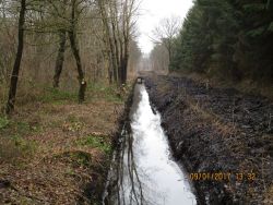 Stoteler Hahnenknooper Moorgraben1.JPG